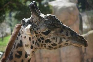 schließen oben Foto von ein Erwachsene Angolan Giraffe Kopf