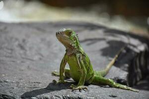 suchen direkt in das Gesicht von ein groß Grün Leguan foto