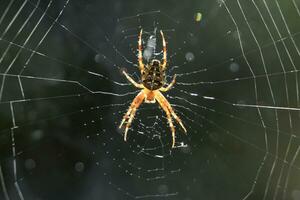 oben schließen und persönlich mit ein Spinne im ein Netz foto