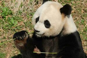 Riese Panda Fütterung selbst schießt von Bambus foto