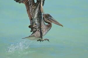 Pelikan nehmen Flug von klar tropisch Wasser foto