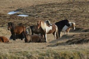 Herde von isländisch Ponys auf snaefellsnes Halbinsel foto