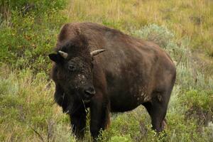 Fantastisch schließen oben von ein Bison mit seine Kopf gedreht foto