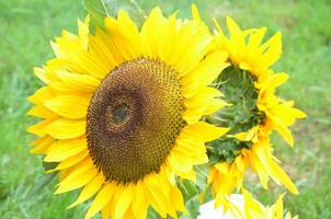 ziemlich Blühen Gelb Sonnenblumen im Sommer- foto