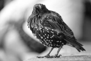 sehr süß wenig Vogel beim Jubiläum Gardens Park beim London Auge, Westminster, zentral London Hauptstadt Stadt von England Vereinigtes Königreich. Bild war gefangen auf August 2., 2023 foto