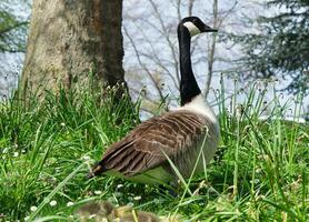 süß Wasser Vogel beim lokal Öffentlichkeit Parks See von bedford Stadt von England großartig Großbritannien, Vereinigtes Königreich. Bild war gefangen auf April 22., 2023 foto