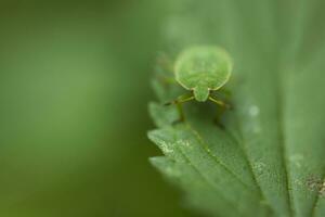 wenig Grün Insekt auf Blatt im natürlich Lebensraum im Nahansicht foto