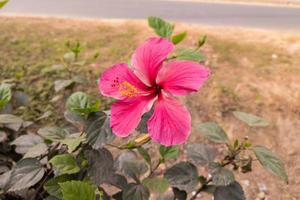 Nahaufnahme einer schönen rosa Hibiskusblüte mit grünen Blättern blühen im Garten. foto