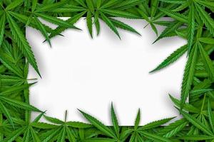 Marihuana-Blatt-Illustrationen auf dunklem Cannabis-Hintergrund, schöner Hintergrund, oberes Eckbild foto
