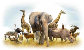 afrikanische Safari und asiatische Tiere in der Themenillustration, gefüllt mit vielen Tieren, einem weißen Randbild