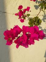 ein natürlich Strauß von Bougainvillea Blumen foto