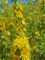 Spanisch Auster Distel - - ein Pflanze mit viele Verwendet foto