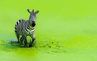 das Zebra lief anmutig im grünen Wasser rennend