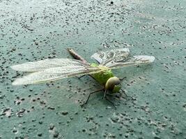 Makro Fotografie von ein Grün Libelle sitzt auf ein gemalt Oberfläche foto