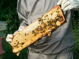 Imker entfernen Bienenwabe von Bienenstock. Person im Imker passen nehmen Honig von Bienenstock. Farmer tragen Biene passen Arbeiten mit Bienenwabe im Bienenhaus. Bienenzucht im Landschaft - - organisch Landwirtschaft foto