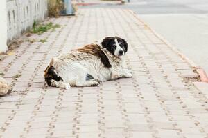 alt Hund auf das Straße foto