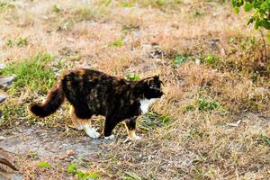 Katze auf der Straße foto