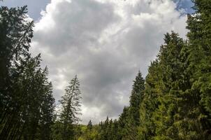 Perspektive Aussicht von ein Sommer- Wald foto