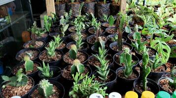 eingetopft Mini Kaktus Haus Pflanzen foto
