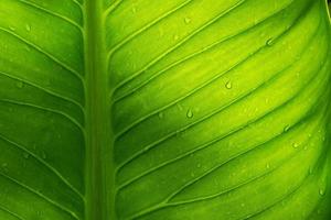 Wasser auf Urlaub Hintergrund, grünes Blatt Natur foto