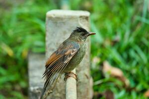 Seychellen endemisch bulbul Vogel Essen Guave auf das Boden, mahe Seychellen foto