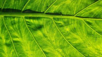 Wasser auf Urlaub Hintergrund, grünes Blatt Natur foto