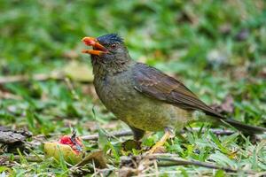 Seychellen endemisch bulbul Vogel Essen Guave auf das Boden, mahe Seychellen foto