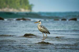 braun Reiher Vogel auf das Strand im das Ozean suchen zum Essen, mahe Seychellen foto