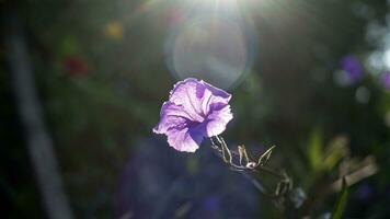 lila ruellia tuberosa blume schöne blühende blume grüner blatthintergrund. Frühling wächst lila Blumen und die Natur wird lebendig foto