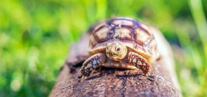 schließen oben von Sulcata Schildkröte oder afrikanisch angespornt Schildkröte klassifiziert wie ein groß Schildkröte im Natur, schön Baby afrikanisch Sporn Schildkröten auf groß Log foto