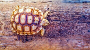 schließen oben von Sulcata Schildkröte oder afrikanisch angespornt Schildkröte klassifiziert wie ein groß Schildkröte im Natur, schön Baby afrikanisch Sporn Schildkröten auf groß Log foto