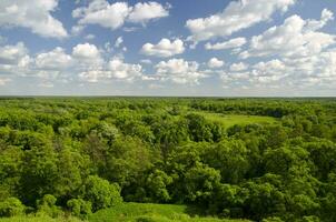 Weiß Wolken Über Grün Wald foto