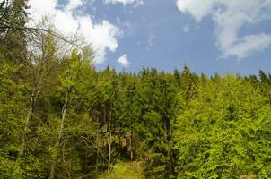 Grün Sommer- Wald foto