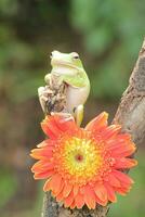 Makro Bühne von Frosch und Orange Blume foto