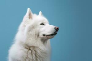 Porträt von ein Weiß samoyed Hund auf ein Blau Hintergrund. ai generativ foto