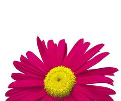 farbig Blumen isoliert Über Weiß Hintergrund, Blumen Clip Art foto