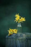 romantische gelbe Blumen in der Natur im Frühling foto