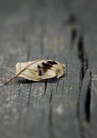 trockenes Blatt auf dem Boden in der Herbstsaison foto