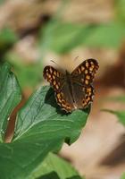 schöner brauner schmetterling in der natur foto