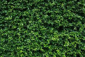 grüne Blätter natürliche Hintergrundtapete, Textur des Blattes, Blätter mit Platz für Text foto