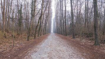 ein Schmutz Straße im das Wald foto