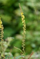 Agrimonie, Agrimonia Eupatoria, blühen im das Englisch Landschaft foto