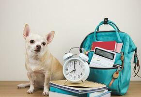 braun Chihuahua Hund Sitzung auf hölzern Tabelle und Weiß Hintergrund mit Grün Schule Rucksack mit Schule liefert und Weiß Jahrgang Alarm Uhr 8 Uhr auf Stapel von Bücher. zurück zu Schule Konzept. foto