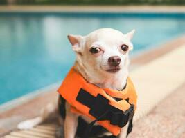 braun kurz Haar Chihuahua Hund tragen Orange Leben Jacke oder Leben Weste Sitzung durch Schwimmen poo suchen beim Kamera. Baywatch Hund. Haustier Wasser Sicherheit. Reisen mit Haustier. foto