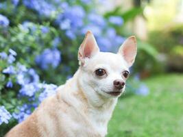 brauner Chihuahua-Hund mit kurzen Haaren, der auf grünem Gras im Garten sitzt, mit violetten Blumen, Schwarzgrund, neugierig wegschauend, Kopierraum. foto