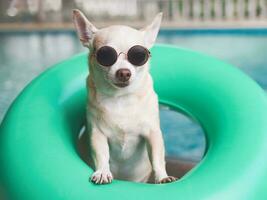 Rowe kurz Haar Chihuahua Hund tragen Sonnenbrille Stehen im Grün Schwimmen Ring oder aufblasbar durch Schwimmen Schwimmbad, suchen beim Kamera. foto