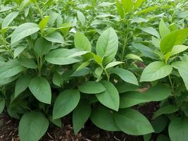 Ashwagandha Anlage, withania Somnifera, bekannt häufig wie Ashwagandha es ist Wurzeln und Orange Rot Obst haben gewesen benutzt zum Hunderte von Jahre zum medizinisch Zwecke Immunität Booster foto