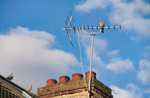 Vogel beim lokal Öffentlichkeit Parks See von bedford Stadt von England großartig Großbritannien, Vereinigtes Königreich foto