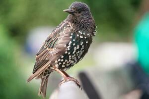 sehr süß wenig Vogel beim Jubiläum Gardens Park beim London Auge, Westminster, zentral London Hauptstadt Stadt von England Vereinigtes Königreich. Bild war gefangen auf August 2., 2023 foto