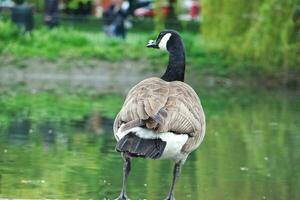 süß Wasser Vogel beim lokal Öffentlichkeit Parks See von bedford Stadt von England großartig Großbritannien, Vereinigtes Königreich. Bild war gefangen auf April 22., 2023 foto